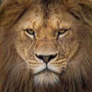 Meet your Posher, Charles